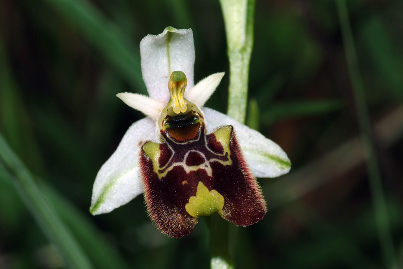 Ophrys holosericea subsp. holosericea